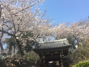 昼の桜2018